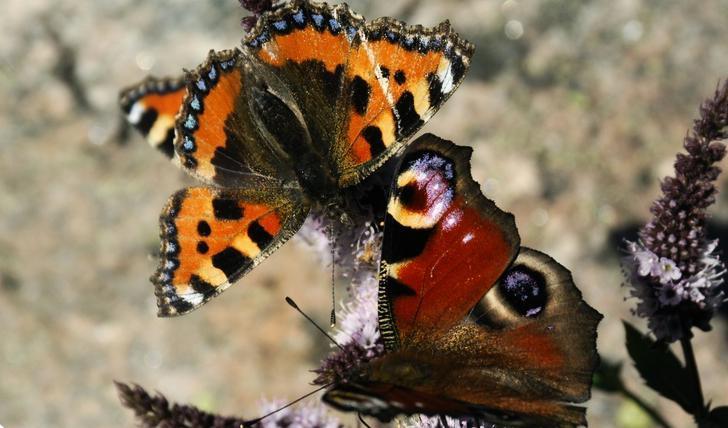 

Nässelfjäril och påfågelsöga övervintrar som fjäril. Foto: Hasse Holmberg-arkivbild                                                                                                