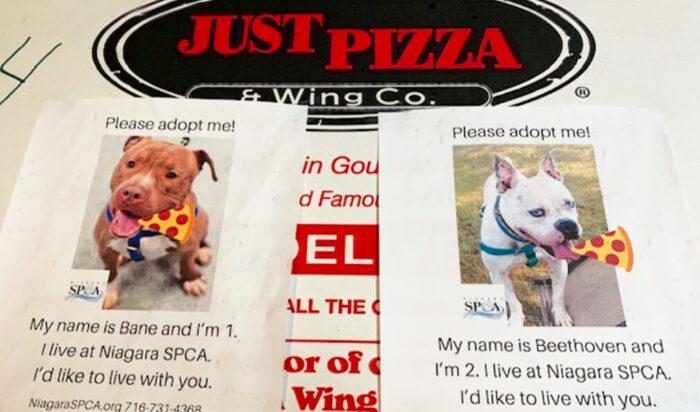 


Bild med tillstånd av Niagara SPCA                                                                                                                                                