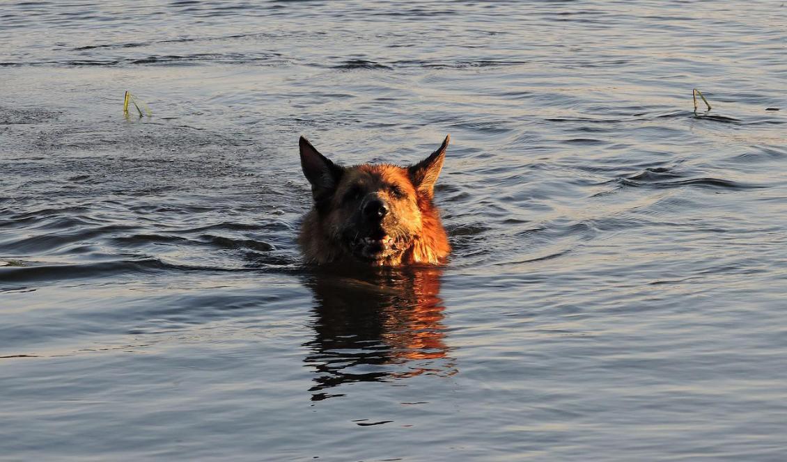 


När Heidi hittades i vattnet utanför Australien började sjöräddningen leta efter hennes ägare. (Hunden på bilden är inte Heidi)                                                                                                                                                
