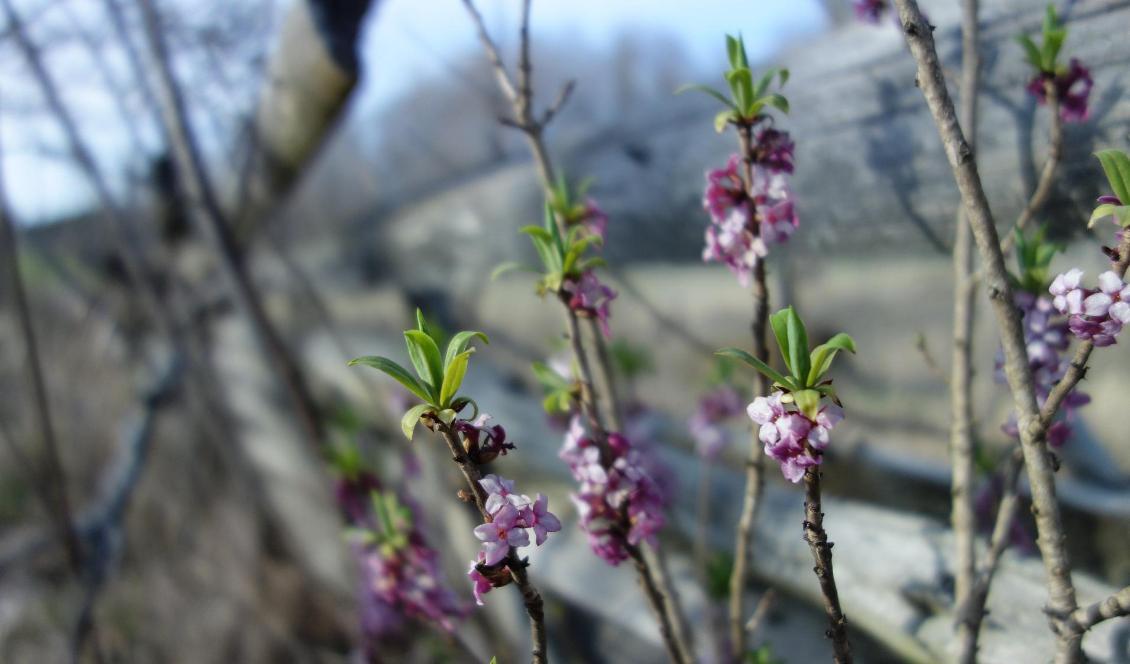 




Foto: Eva Sagerfors/Epoch Times                                                                                                                                                                                                                                                