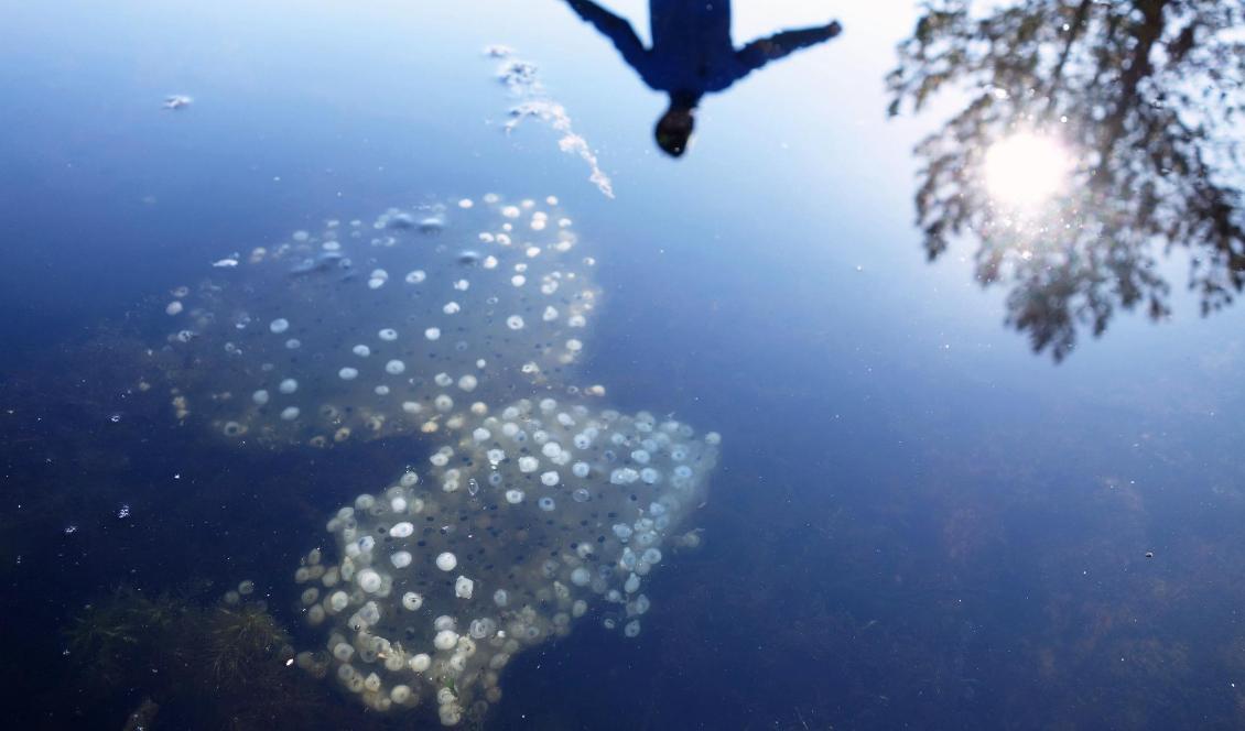





Foto: Eva Sagerfors/Epoch Times                                                                                                                                                                                                                                                                                                