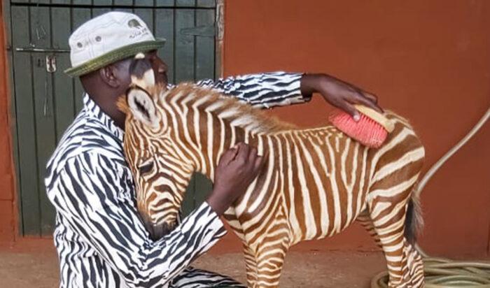 
Med tillstånd av David Sheldrick Wildlife Trust                                                