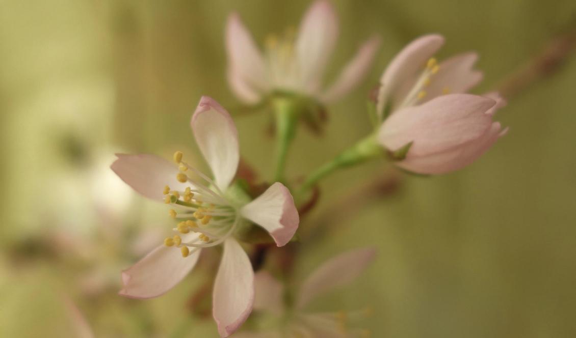 


Foto: Eva Sagerfors/Epoch Times                                                                                                                                                