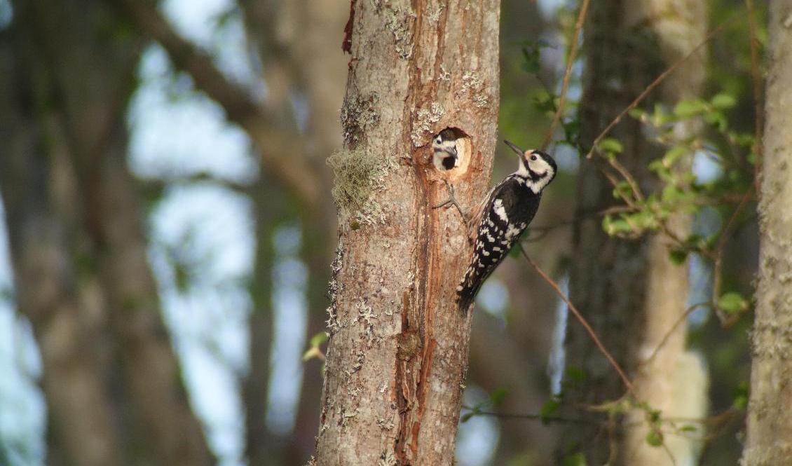 Minst tio vitryggiga hackspettar har kläckts på sex olika håll i landet, främst i Gästrikland. Foto: Naturskyddsföreningen/TT-arkivbild