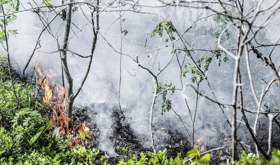 
SMHI varnar för brandrisk i delar av landet under torsdagen. Foto: Tomas Oneborg/SvD/TT-arkivbild                                            