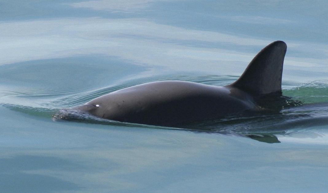 Det är speciellt nätfiske som orsakar problem för tumlarna i svenska vatten. Foto: Paula Olson-arkivbild