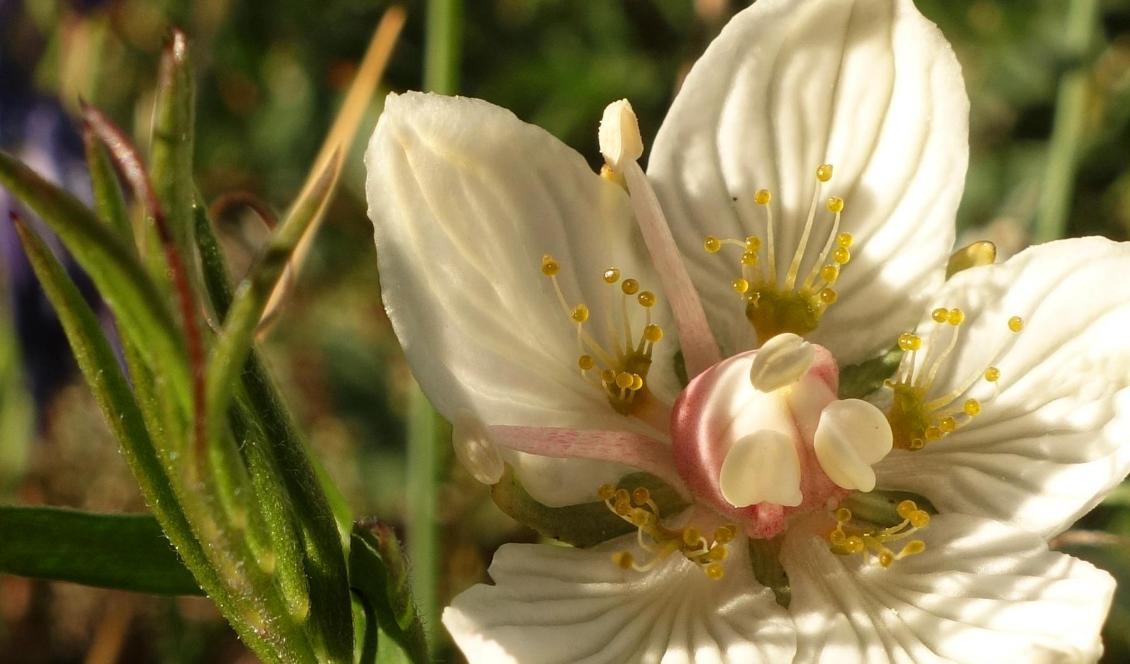 





Slåtterblomma, Parnassiacea. Foto: Eva Sagerfors/Epoch Times                                                                                                                                                                                                                                                                        