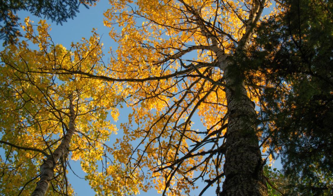 


Foto: Eva Sagerfors/Epoch Times                                                                                                                                    