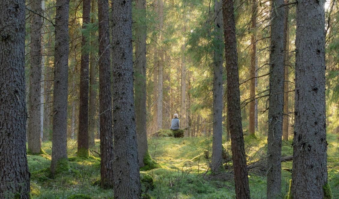 




Att gå ut i skogen, skapa ett rum i din trädgård som känns lite "vildare", eller bara plantera några växter att ha på fönsterbrädan i köket, kan ge en naturkontakt som främjar din hälsa. Foto: Matthew Wilkins                                                                                                                                                                                                                                