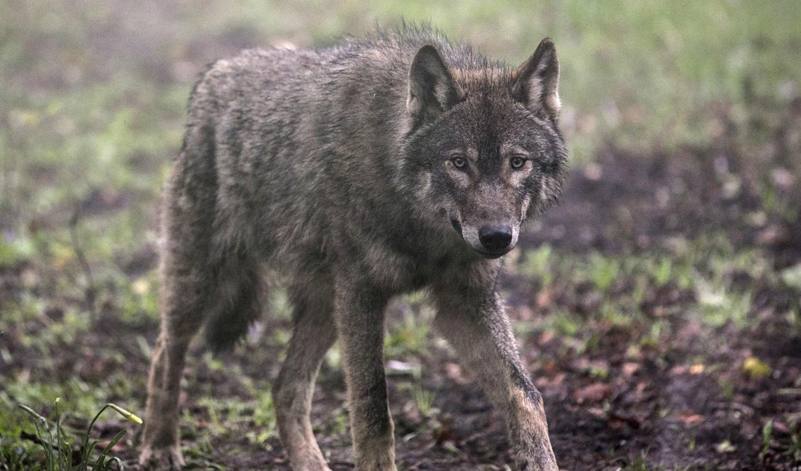 Länsstyrelsen i Jämtland har sagt ja till skyddsjakt av tre vargar. Foto: Matt Cardy/Getty Images