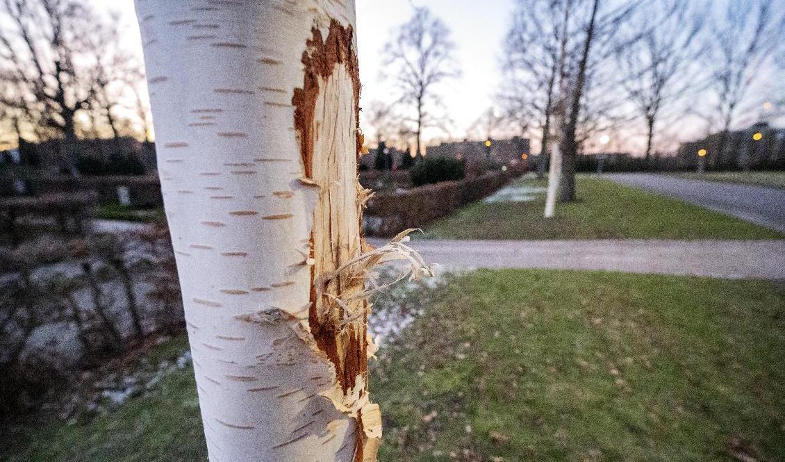 Över 200 träd har vandaliserats på liknande sätt i Malmö under hösten och vintern. Foto: Johan Nilsson/TT