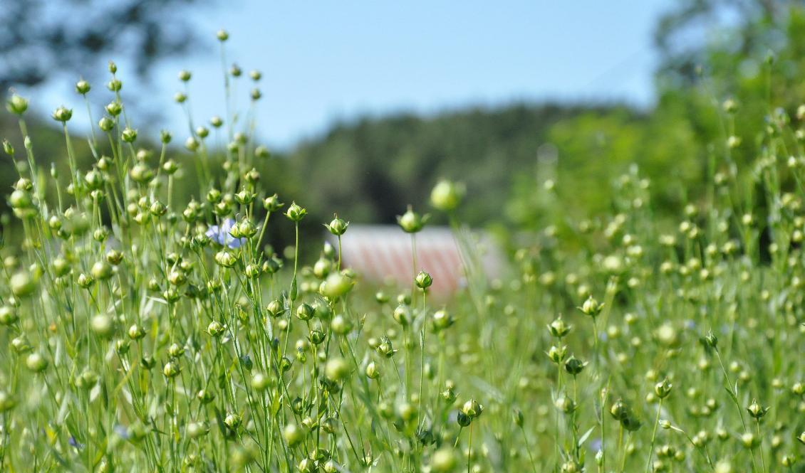 
Människan har odlat lin i tusentals år. Foto: Hillevi Skoglund                                            
