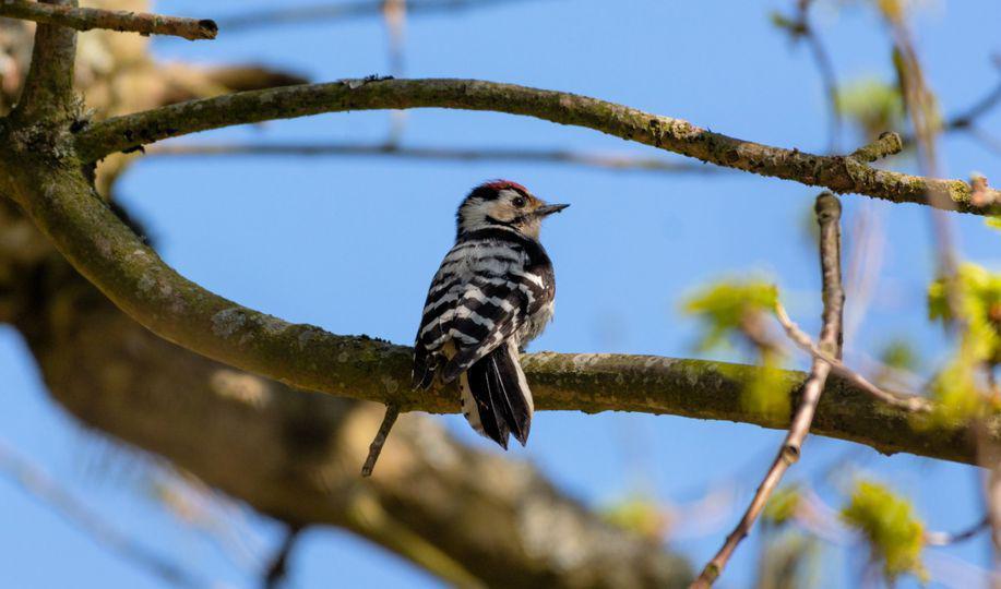 Den biologiska mångfalden har förbättrats påtagligt och mätbart sedan omläggningen av skogsindustrin på 1990-talet, enligt en rapport. Foto: Jens Stålberg