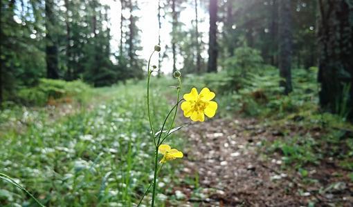 
Skogsstyrelsen bedömer att utvecklingen av miljön i Sveriges skogar på kort sikt är negativ. Foto: Skogsstyrelsen                                            