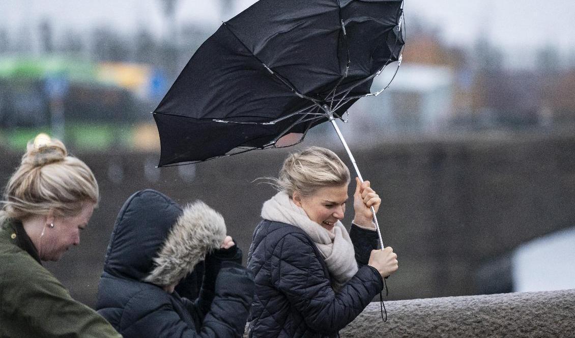 Vårvindar friska. I södra delen av Sverige varnas för hårda vindar. Arkivbild. Foto: Johan Nilsson/TT