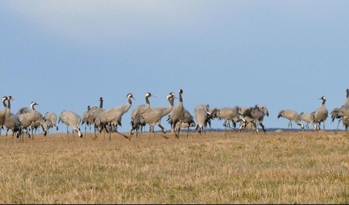Under en enda dag flyger tranorna 43 mil från staden Rügen, i norra Tyskland, till Hornborgasjön. Foto: Jenny Ljungkvist