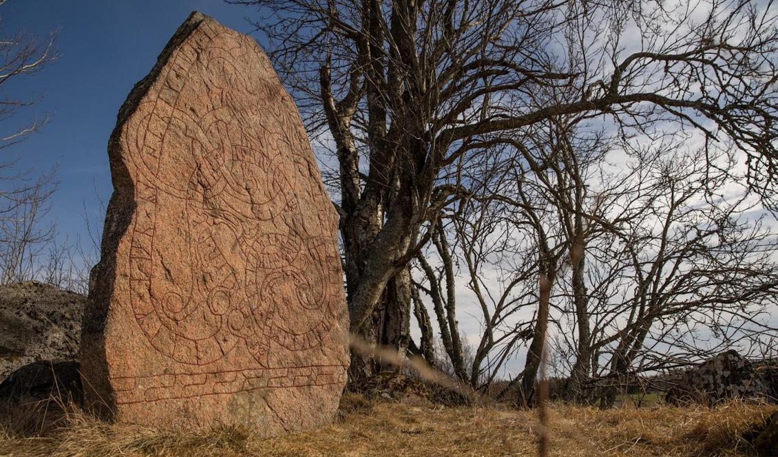 Skillstastenen står i Skogstibble i Uppland. Den innehar en ornamentik med en drake och är ristad av Örik. Det är Öriks enda kända ristning. Foto: Andreas Norin