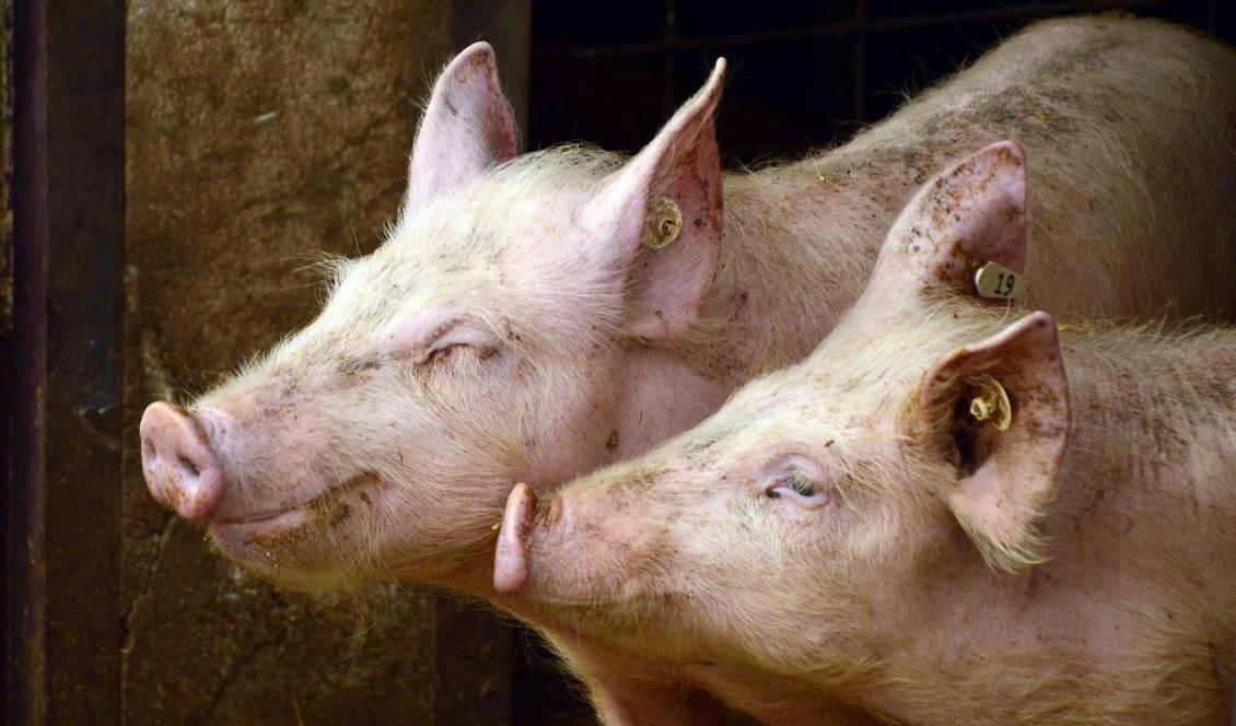 

Antibiotika används i grisproduktionen i många länder. Regeringen startar nu en utredning hur Sverige ska arbeta för att minska användningen internationellt på bästa sätt. Foto: Pixabay                                                                                        