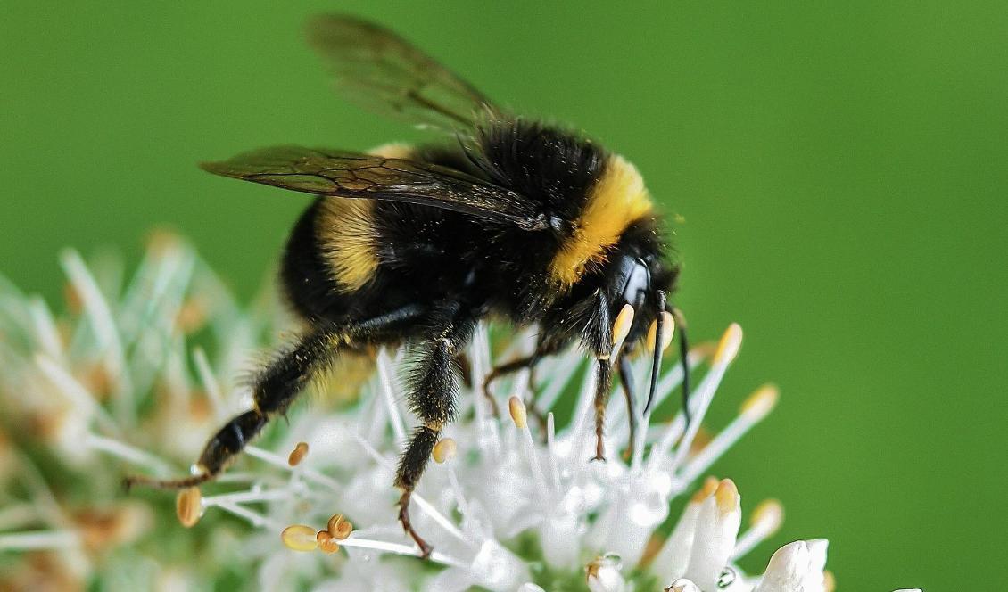 
Karlstads kommun ska kartlägga var det finns blommande vägkanter som pollinerande insekter gillar. Foto: Rudy & Peter Skitterians/Pixabay                                            