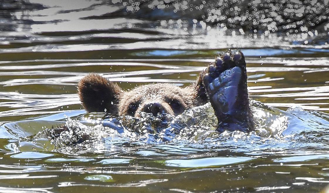 SMHI larmar om höga temperaturer i stora delar av landet de närmaste dagarna. På bilden svalkar sig en av björnarna på Skansen i Stockholm en varm sommardag förra året. Foto: Jonas Ekströmer/TT