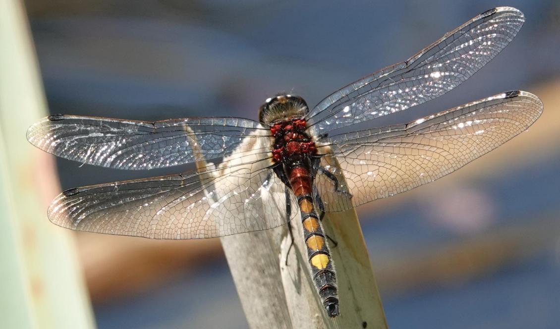 
Citronfläckad kärrtrollslända i anlagd våtmark i södra Halland. Arten är listad i EU:s Art- och habitatdirektiv. Foto: John Strand.                                            