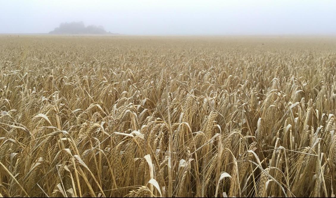 Redan i slutet av juli startar skörden för lantbrukarna i södra Sverige. På bilden syns råg någonstans i Uppland. Foto: Susanne W. Lamm