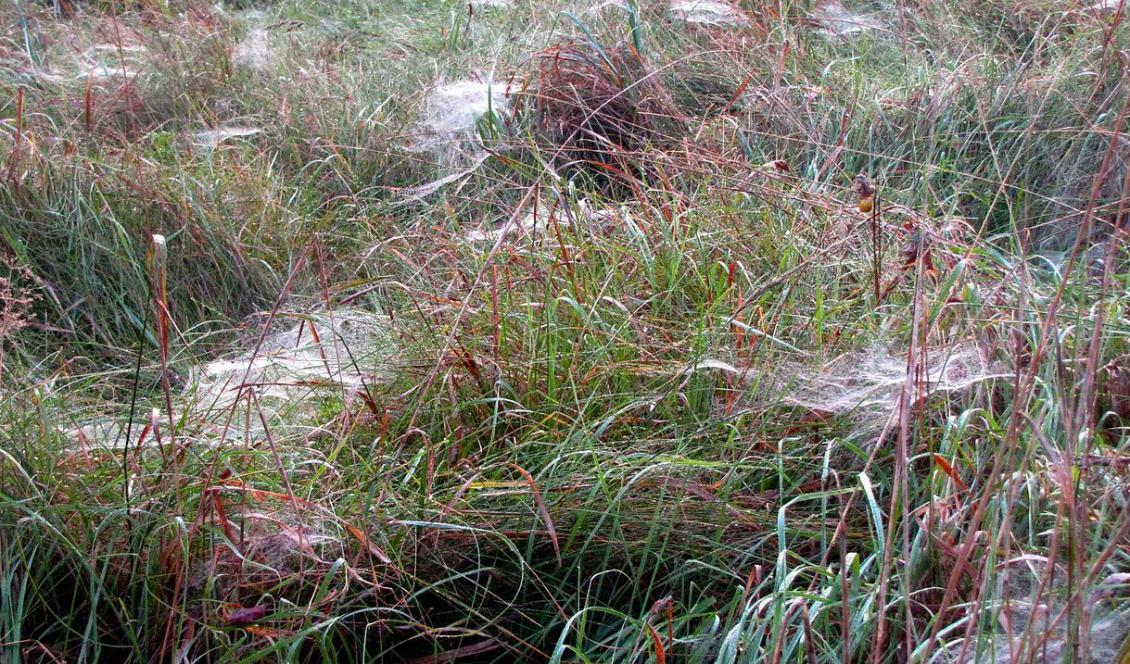 
Med hjälp av en spinnapparat som spinner på ett liknande sätt som spindeln har svenska forskare tagit fram konstgjord spindeltråd. Foto: Pixabay                                            