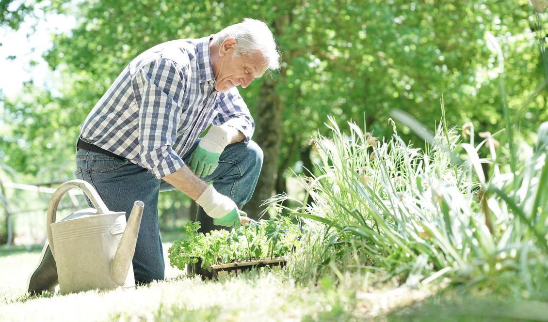 Utmärkande för människan är möjligheten att vara självmedveten med en stark känsla av närvaro i sig själv och med omgivningen. Foto: Shutterstock