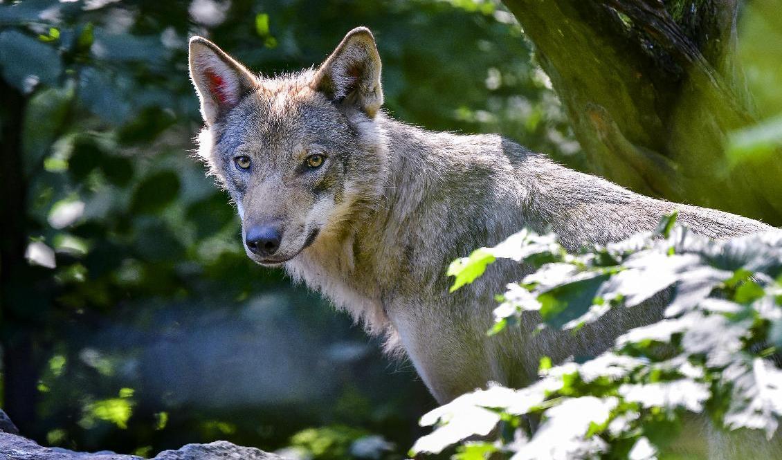 Länsstyrelserna i Sörmland och Stockholm har beslutat om skyddsjakt på en varg i Sjundareviret. Arkivbild. Foto: Jonas Ekströmer/TT