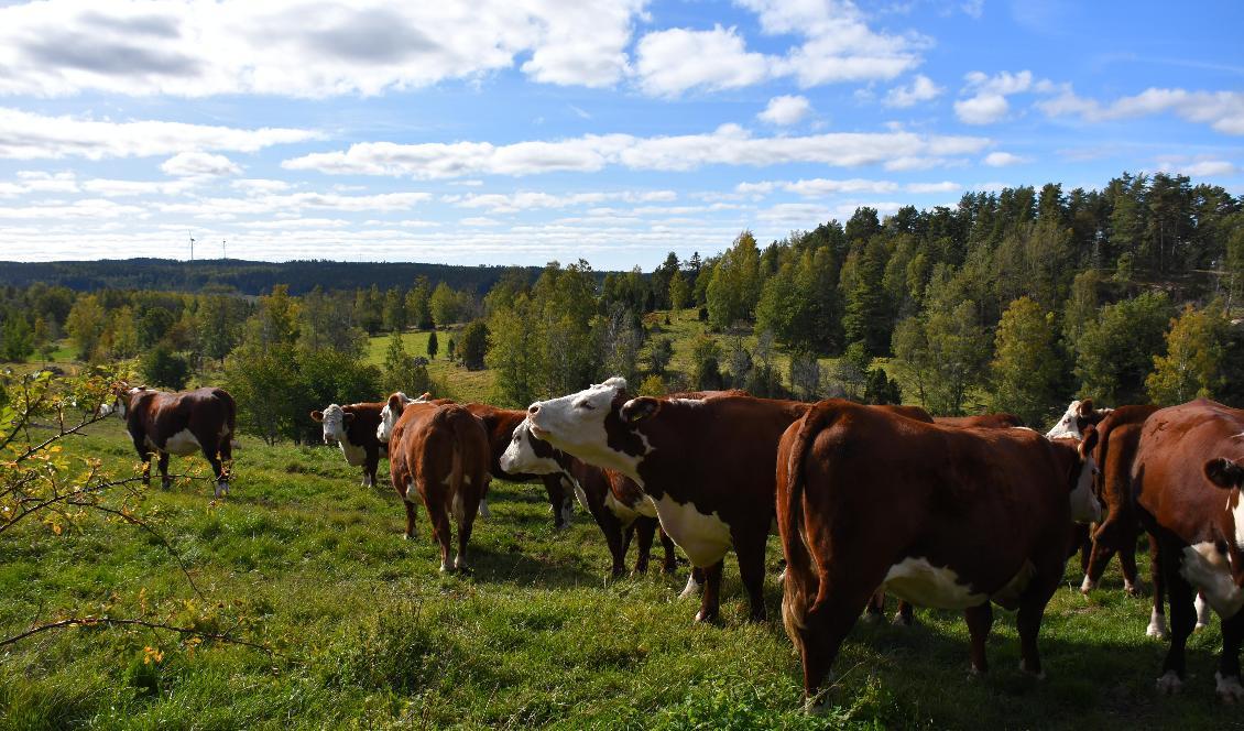 

Svensk mjölk- och nötköttsproduktion kan nå Parisavtalets klimatmål. Foto: Växa                                                                                        
