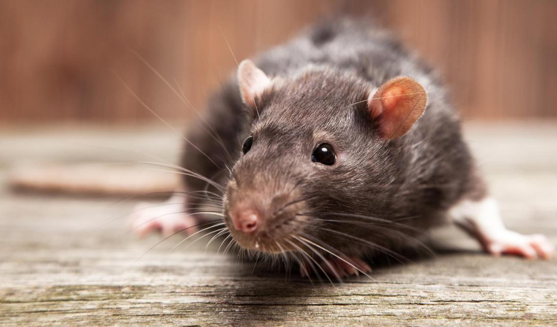 


Enligt skadedjursbolaget märks det tydligt att blandningen med biokol tillsammans med andra åtgärder i utemiljön påverkat och minimerat beståndet av råttor. Foto: Einar Mattsson AB .                                                                                                                                    