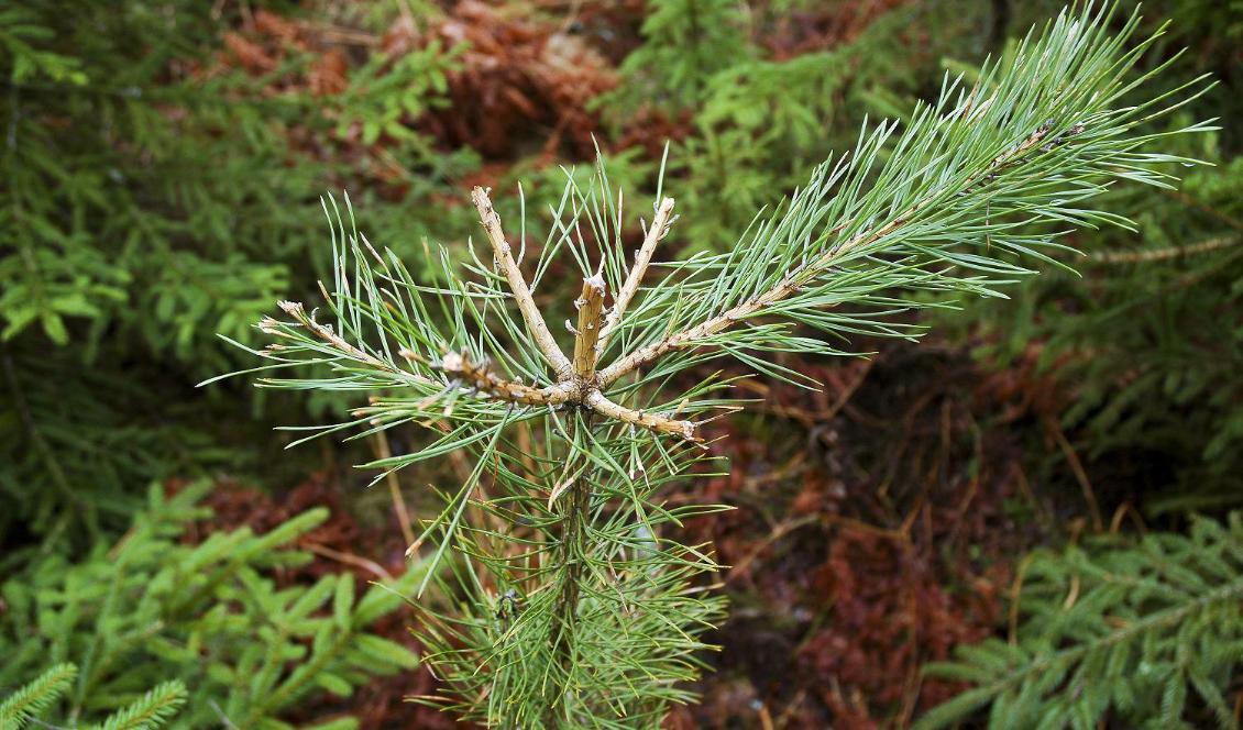 På bilden syns en betesskadad tall. Skogsstyrelsen konstaterar i sin årliga inventering att ungskogarna fortfarande har stora betesskador. Foto: Anna Petersson