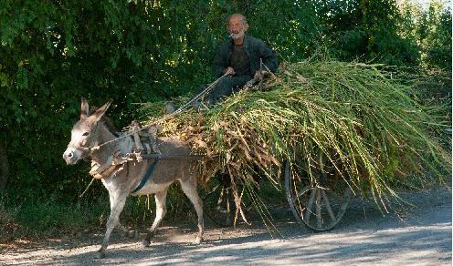 




Ett vänskapligt samarbete som är vanligt på många håll i världen, här i Georgien. I krönikan symboliserar åsnan ett långsamt och hemtrevligt levnadssätt. Foto: Alexey Smyshlyaev                                                                                                                                                                                                                            
