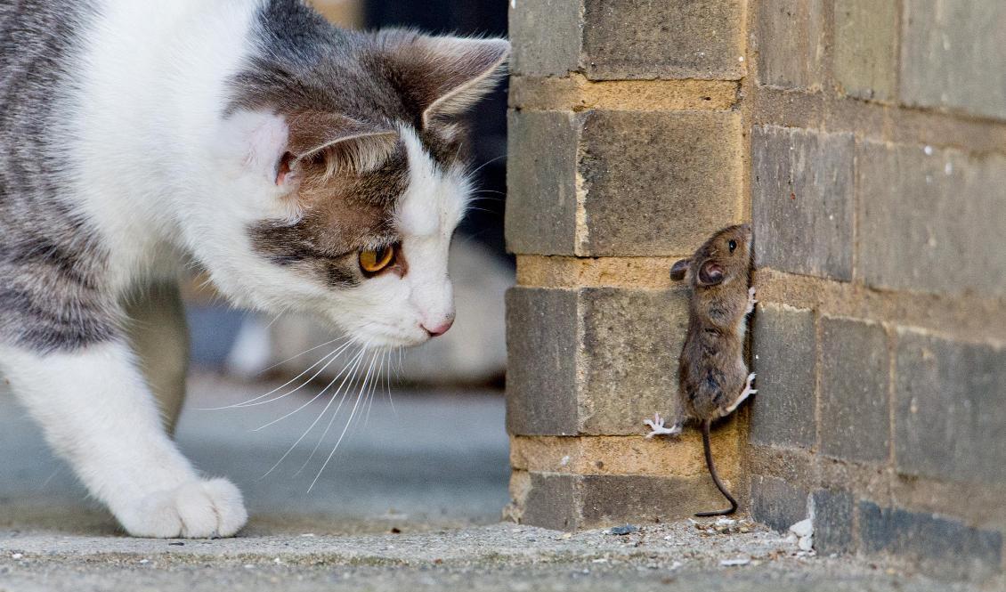 
Mössen gillar att ta sig in i husen så här års. Arkivbild. Foto: Julian Stratenschulte/AP/DPA/TT                                            
