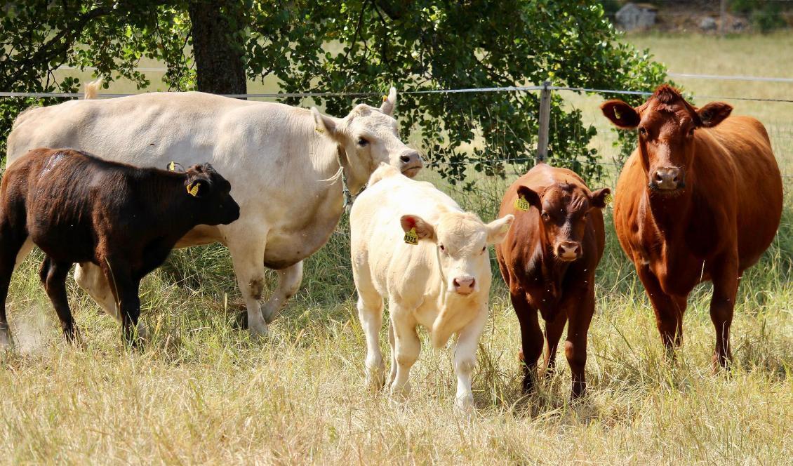 Sverige är det land i EU som använder minst antibiotika i djurhållningen. Foto: Susanne W. Lamm