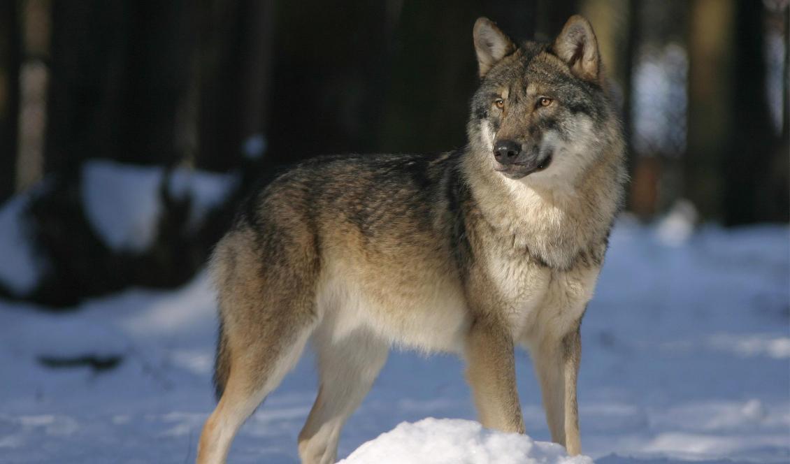 Länsstyrelsen har beslutat om att skyddsjakt på varg får bedrivas i Sandvikens kommun. Foto: Pixabay.