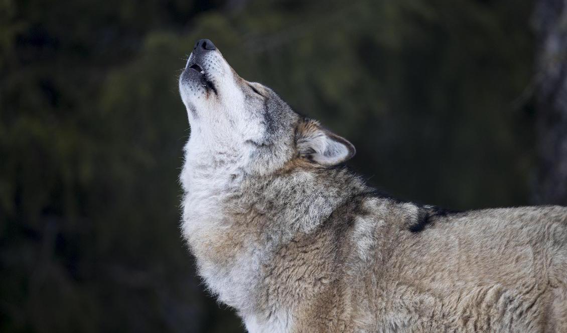 Ytterligare två vargar får skjutas, efter ett tilläggsbeslut av länsstyrelserna. Arkivbild. Foto: Junge, Heiko