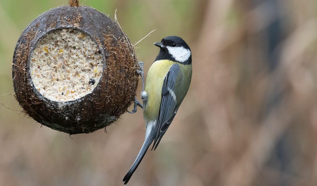 Talgoxen är den flitigaste besökaren vid våra fågelbord följd av blåmes och pilfink. Foto: BG Bentz