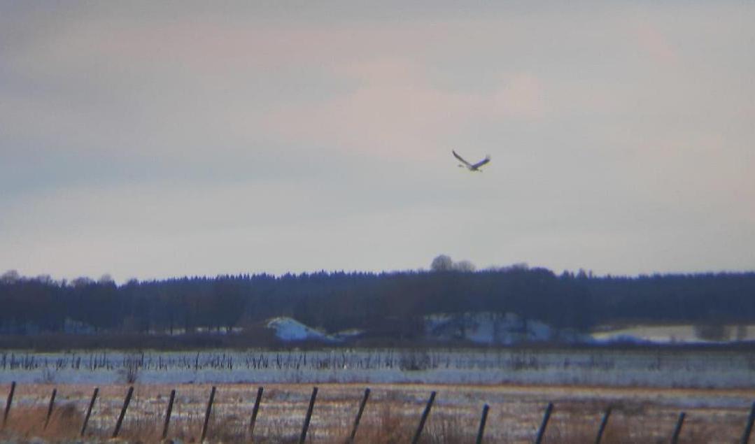 Årets första trana har siktats vid Hornborgasjön, och fångades även på bild av en privatperson. Foto: Kristian Kroon/TT
