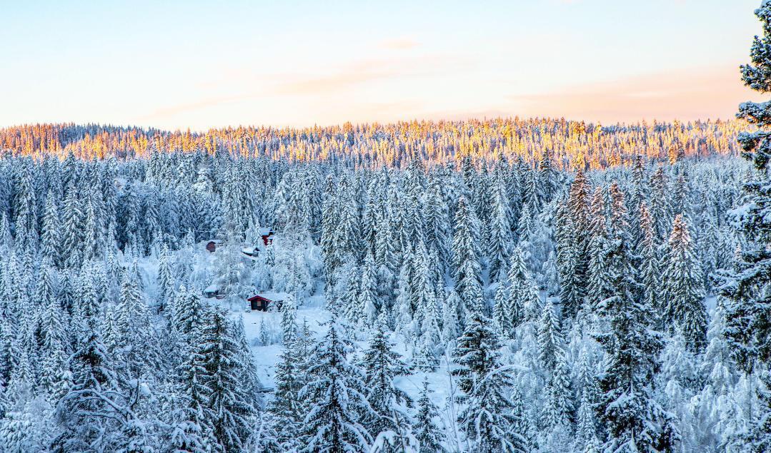 Tydligare ersättningsregler föreslås nu för skogsägare som nekas att avverka fjällnära skog. Arkivbild. Foto: Paul Kleiven/NTB/TT