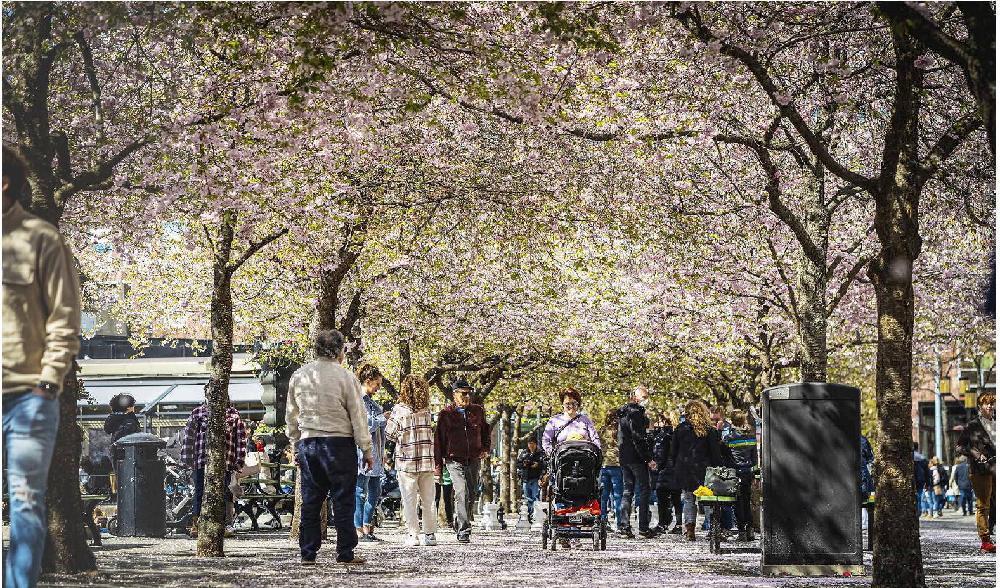 


Naturen smyckad med den första grönskan. grönskan. Kungsträdgården i Stockholm, maj 2021. Foto: Sofia Drevemo                                                                                                                                    