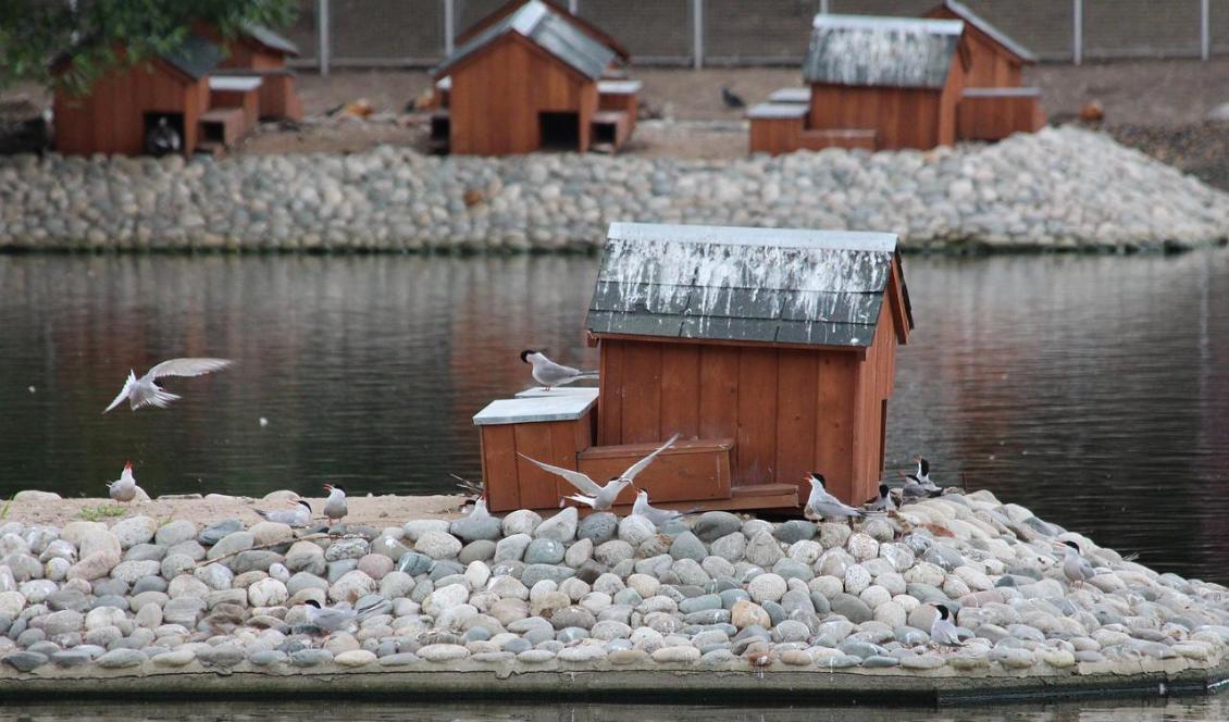 
Under den långa flytten till varmare breddgrader är det pappa som vägleder ungarna. Foto: Wikimedia Commons                                            