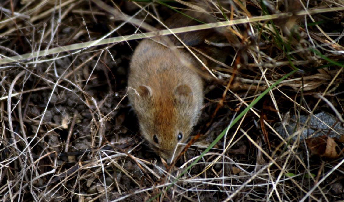 Liten skogssork på upptäcktsfärd. Foto: Hasse Holmberg/TT