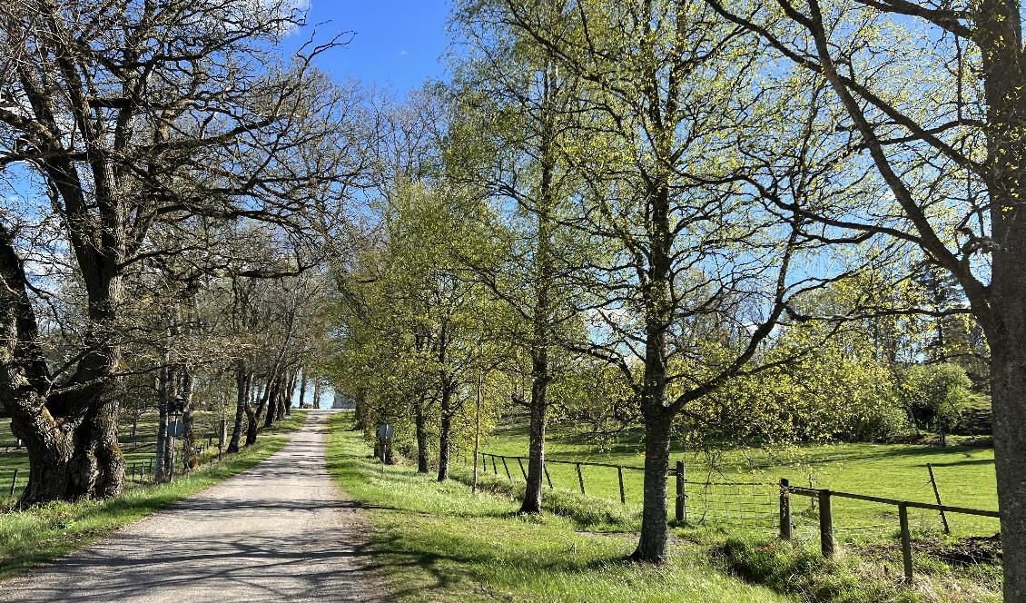 


Pollen som sprids från lövträd, gräs och gråbo orsakar besvär för många under flera månaders tid. Foto: Sofia Drevemo                                                                                                                                    