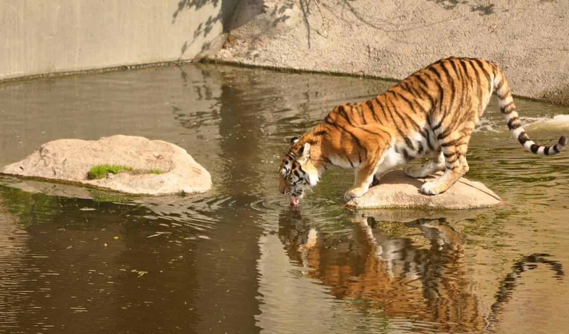 Den utrotningshotade amurtigern i Kolmårdens djurpark som skadades för en vecka sedan har enligt uppgift återhämtat sig bra. Foto: Linda Rönnbäck