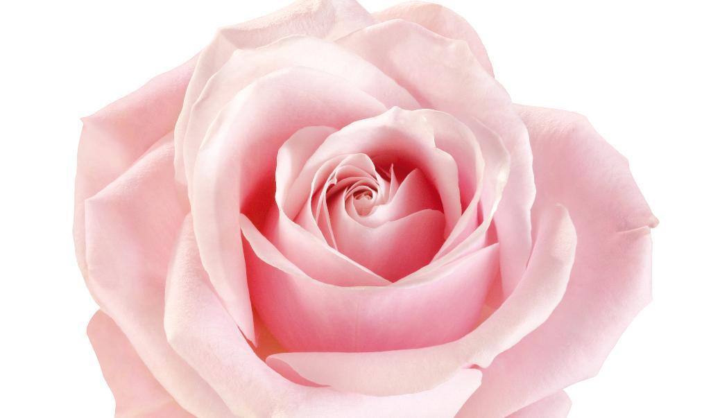 

Bland offer och anhöriga i engelskspråkiga länder har namnet på en rosa ros fått stor symbolisk betydelse för det som i snart tjugo år kallats opioidepidemin. Har vi någon epidemi? Foto: Shutterstock                                                                                        