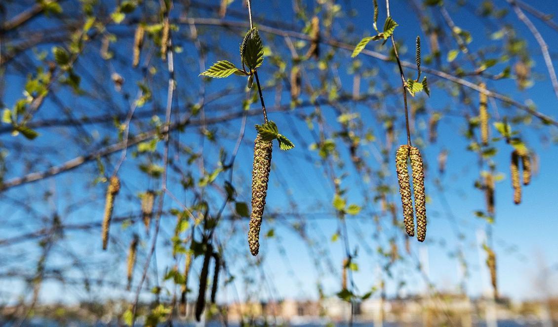 Hanhängen med björkpollen på en björk på Skinnarviksberget på Södermalm i Stockholm. Arkivbild. Foto: Mats Schagerström/TT