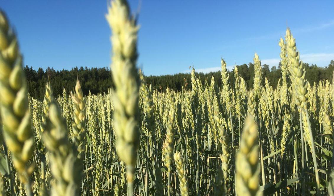 Världen står inför en livsmedelskris, enligt flera bedömare. Foto: Susanne W. Lamm