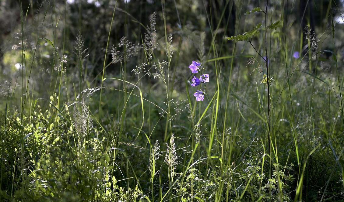 Efter ett välbehövligt regn kommer åter solen och värmen. Arkivbild. Foto: Janerik Henriksson/TT