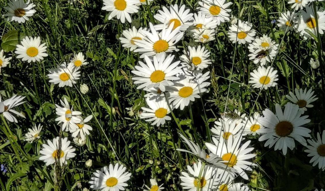 




Vilda eller planterade, ingen vet. Sommarens blommor reser sig ur den gröna bädden av gräs. Foto: Emil Almberg                                                                                                                                                                                                                            